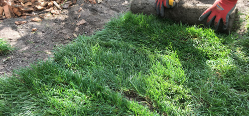 laying a sod lawn