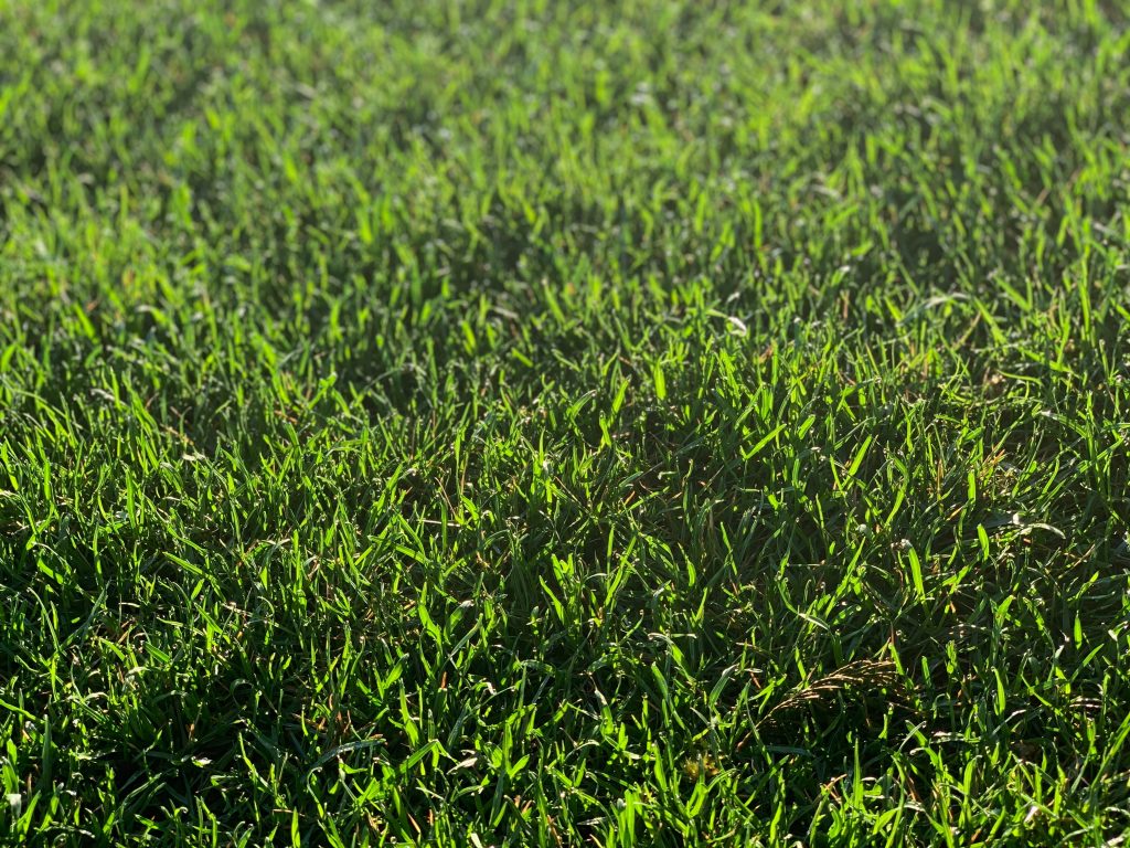 Simple lawn maintenance can help keep your grass strong and healthy.