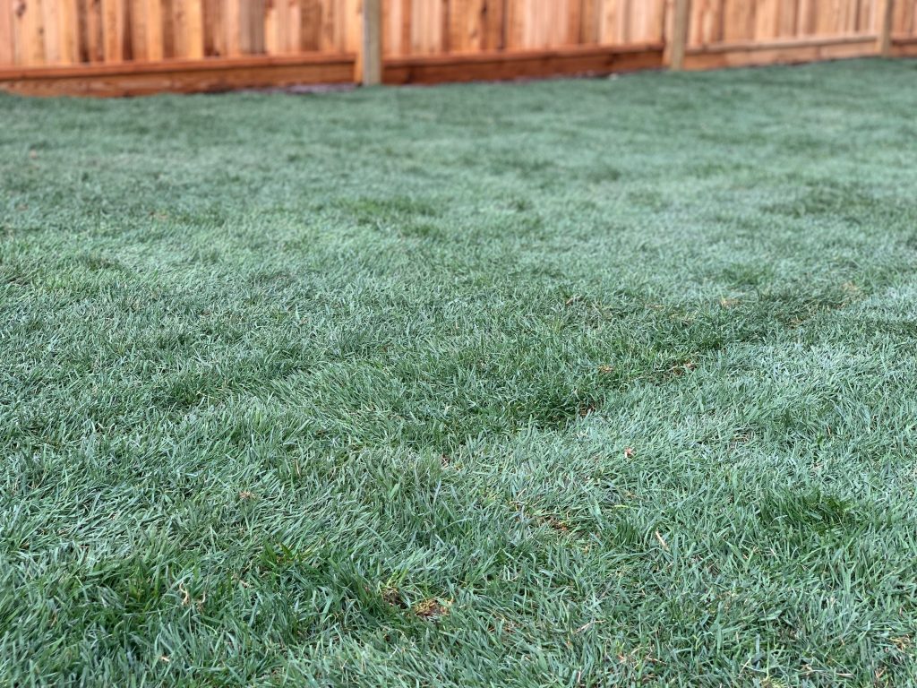 Okanagan Bluegrass type sod for cooler climates and hotter summers in British Columbia