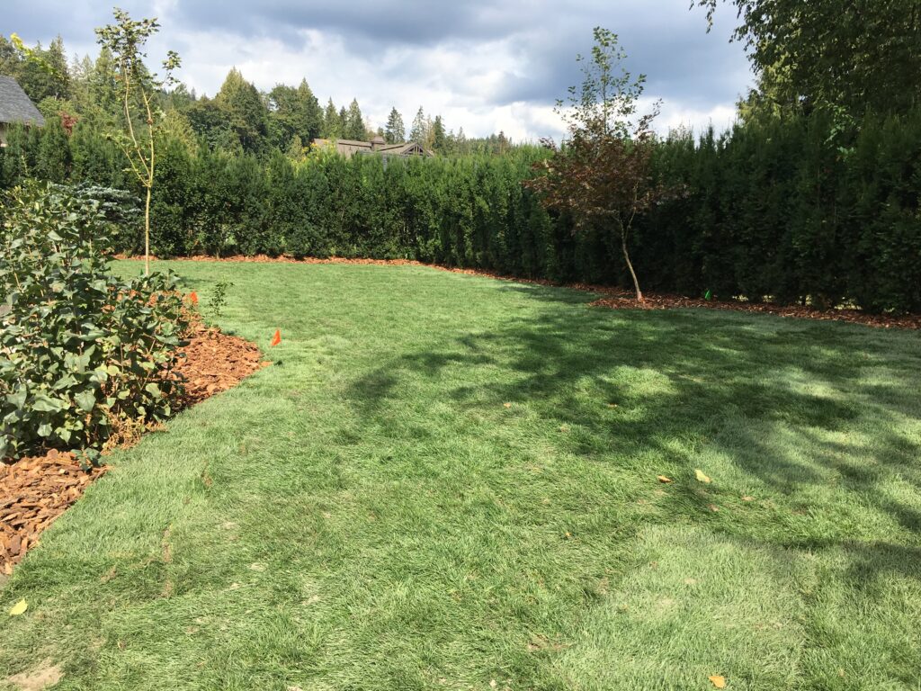 installed sod for a new lawn