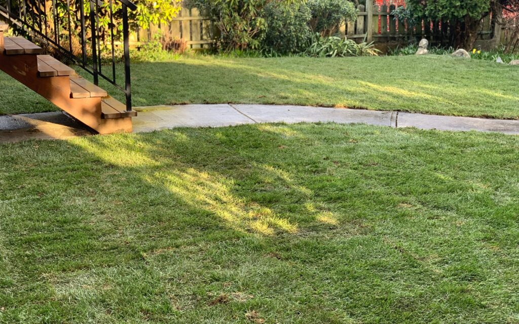 shaded lawn area