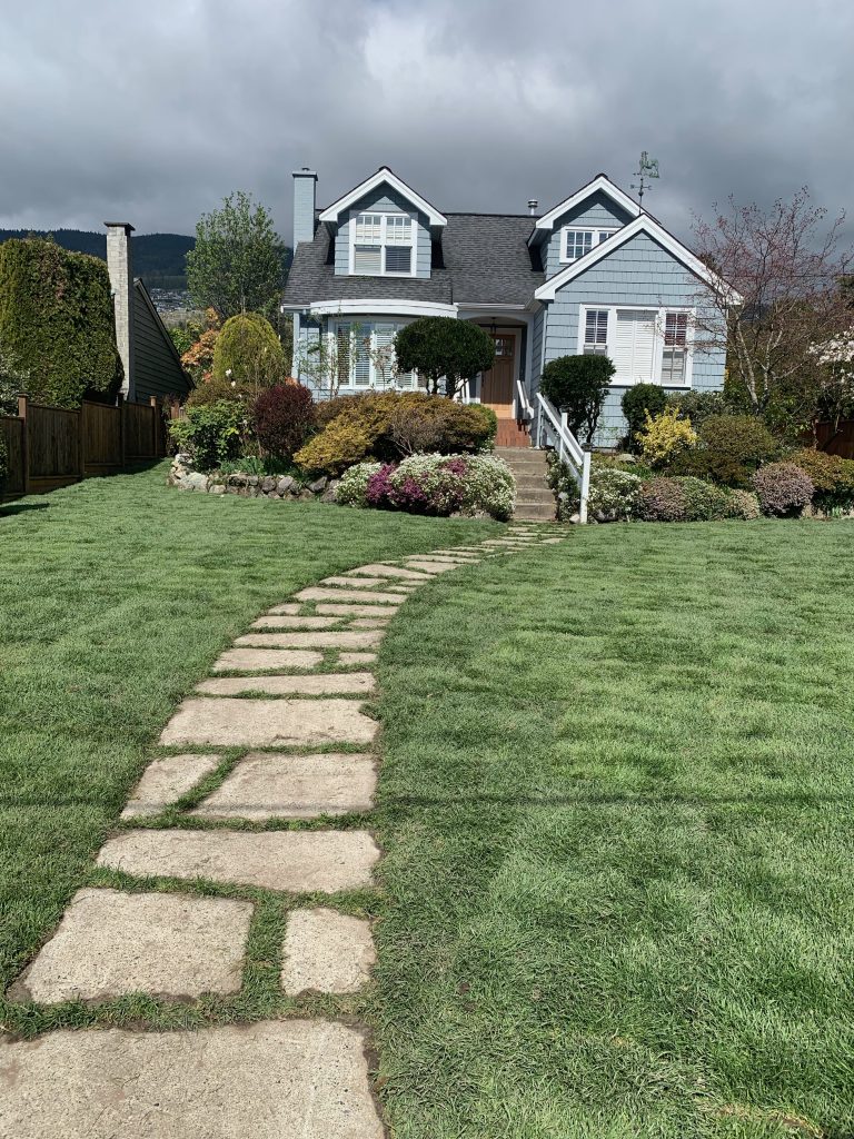 New sod installed on a residential lawn