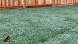Lawn sizes up to 1000 square feet